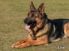 缉毒犬有哪些 片中的缉毒犬是什么犬种