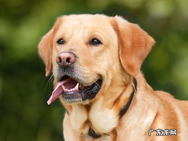 狗狗多大算成犬一般怀孕多久 狗狗多大算成犬