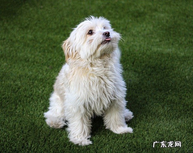 狗到底会不会游泳 狗是天生就会游泳的吗