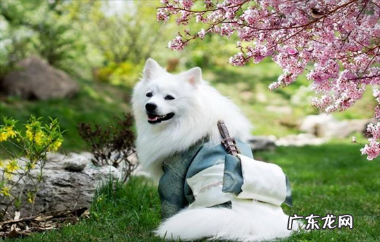 ?博美和银狐杂交的犬叫什么