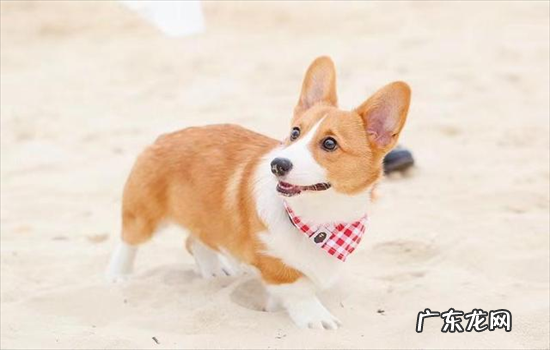 ?柯基牧羊犬还是牧牛犬