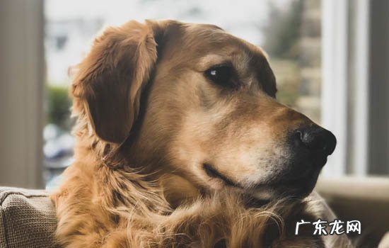 松狮性格温顺吗 松狮的性格优点和缺点