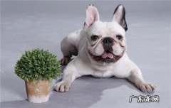拉萨可以养猫吗 拉萨犬为什么没人养