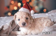 喜乐蒂牧羊犬体重 喜乐蒂牧羊犬是中型犬吗