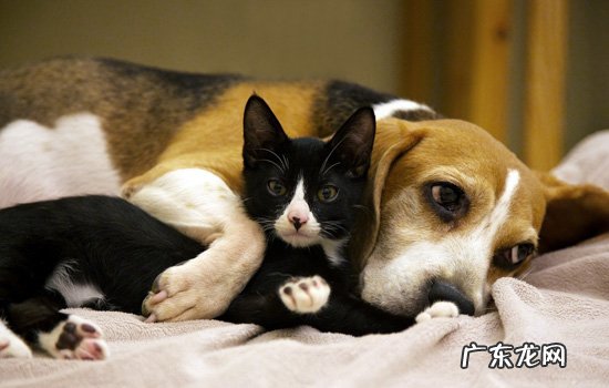 西藏犬类大全 拉萨犬特征