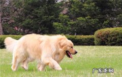 古牧犬寿命多长? 苏牧犬的寿命为多少年