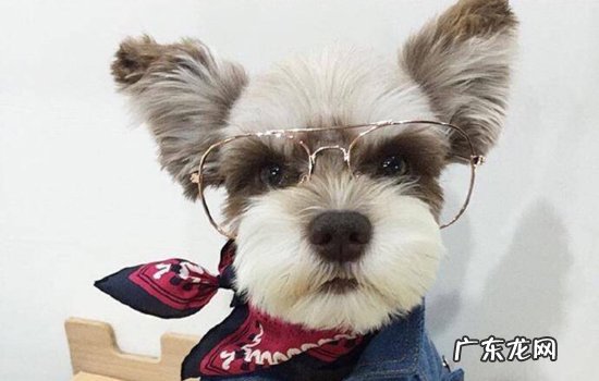喜乐蒂牧羊犬和苏格兰牧羊犬 苏牧犬和喜乐蒂的差别