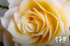 520送女朋友花贺卡写什么祝福语