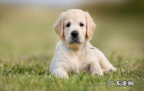 ?挑选好狗的6条标准