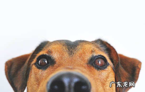 怎么分辨土狗和边牧 边牧串土狗特点耳朵不是立体的