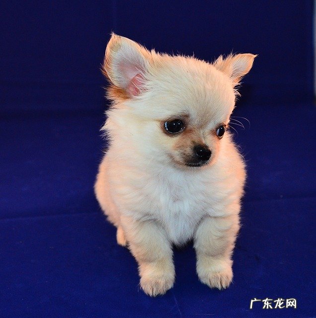 博美犬性格怎么样?有哪些性格特征? 博美犬的性格及脾气