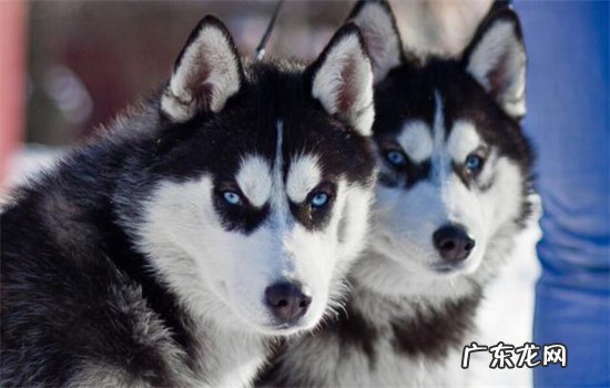 真正的西伯利亚雪橇犬 西伯利亚雪橇犬属于什么犬