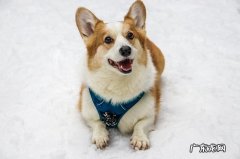 柯基是牧羊犬吗 柯基是牧牛犬吗