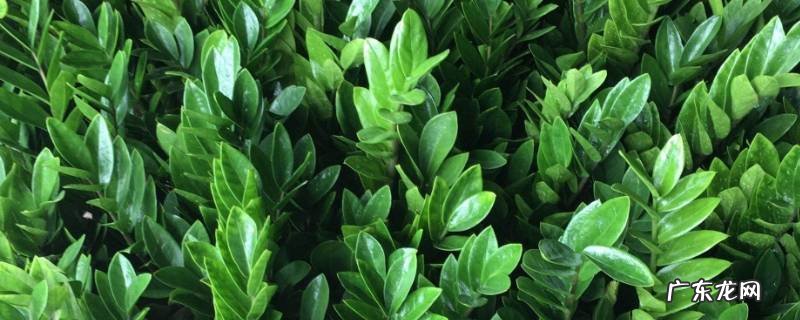 金钱树有毒吗,金钱树有毒吗可以放在卧室吗