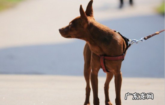 小鹿犬对主人忠诚吗 小鹿犬只认一个主人吗