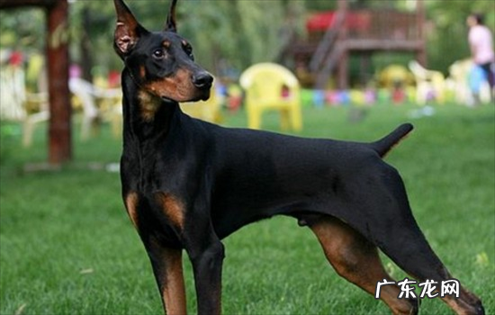 ?剪耳朵的狗是什么狗