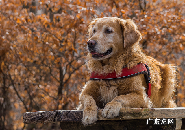 狗狗看到的世界图片 狗狗看到的世界是什么样子