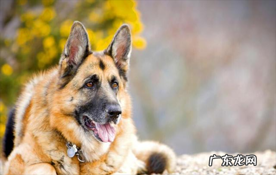怎么看纯种德牧幼犬简单易懂 德牧幼犬怎么看纯不纯种