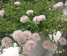 太阳花怎么种植才能长得更快？学会这几点,轻松爆盆