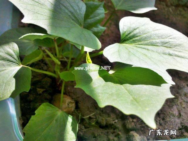 红薯叶为什么被称为顶级人参