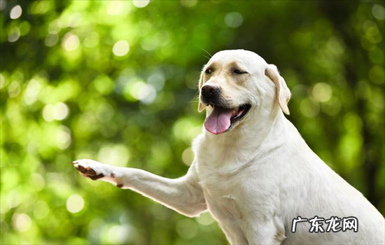?拉布拉多是什么犬种
