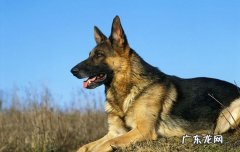柴狗和秋田有什么区别 秋田和柴犬的分别