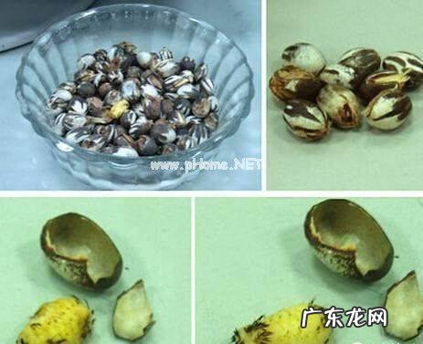 洋辣子是什么