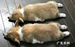 狗为什么要吃屎呢 狗为什么要吃屎