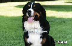 ?伯恩山犬寿命真的短吗
