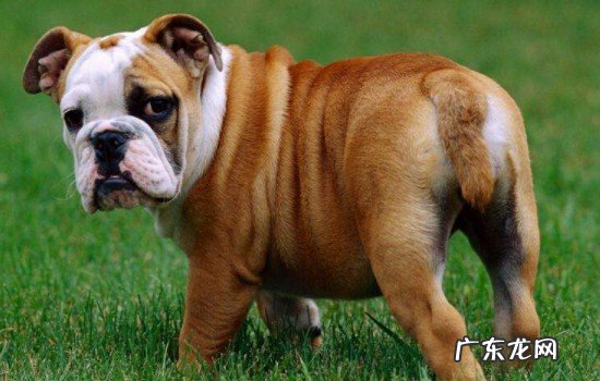 法斗犬跟八哥犬有什么区别 斗牛犬和八哥犬有什么区别