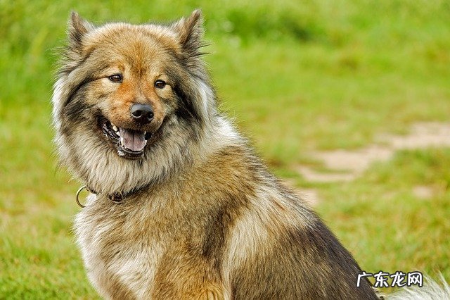 牧羊犬的特征 牧羊犬的特点和性格