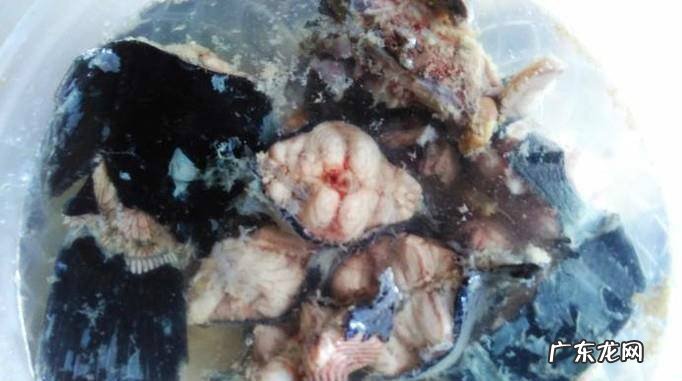 仔姜焖埃及塘角鱼的做法