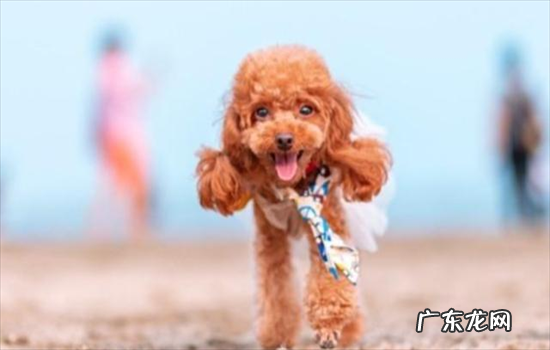 ?长腿泰迪和短腿泰迪哪个更纯