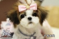 狗狗有星座吗 超准！从星座可以看出你适合养什么狗狗！