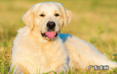 治愈犬是干什么的 治愈犬有哪几种