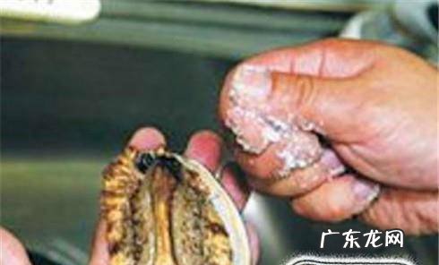 如何清洗鲍鱼图解