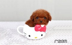 茶杯犬能活多少年? 茶杯犬寿命一般能活多少年