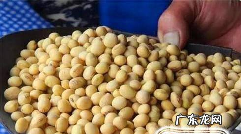 怎样用黄豆发豆芽