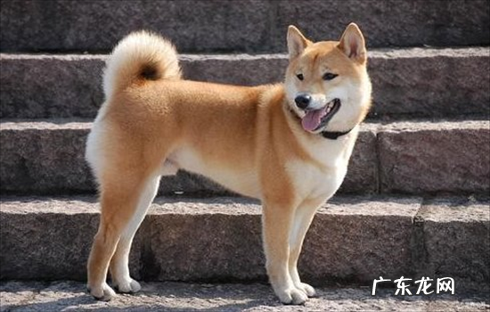 ?中华田园犬智商相当于几岁