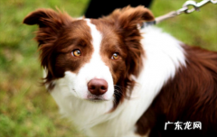 ?纯种边牧犬的特征