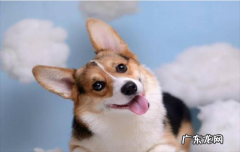 ?狗怎么算年龄的