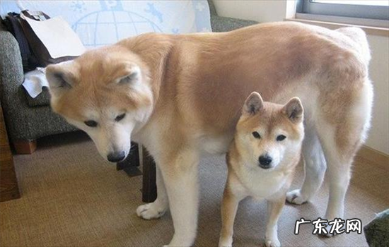 秋田好养吗,柴犬优缺点分析 柴犬和秋田犬哪个好养