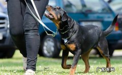 导盲犬一般是什么犬种 导盲犬都是什么品种的狗