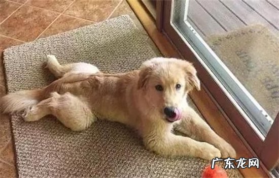 什么狗狗粘人还聪明 你家狗狗是“粘人精”还是“高冷王”?