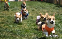 柯基犬凶猛吗 柯基犬攻击性强吗