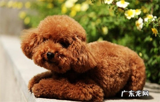 ?泰迪怎样分辨是小体的