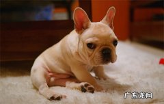 ?法斗和巴哥的区别