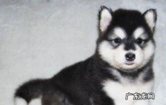 阿拉斯加怎么养 养阿拉斯加需要准备什么东西?