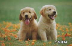 向往的生活的狗狗 向往的生活里面的狗是什么品种呢