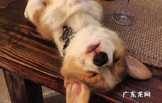 小h是柴犬还是秋田犬 小h是柴犬吗?